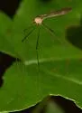 Pilaria tenuipes - photo 5