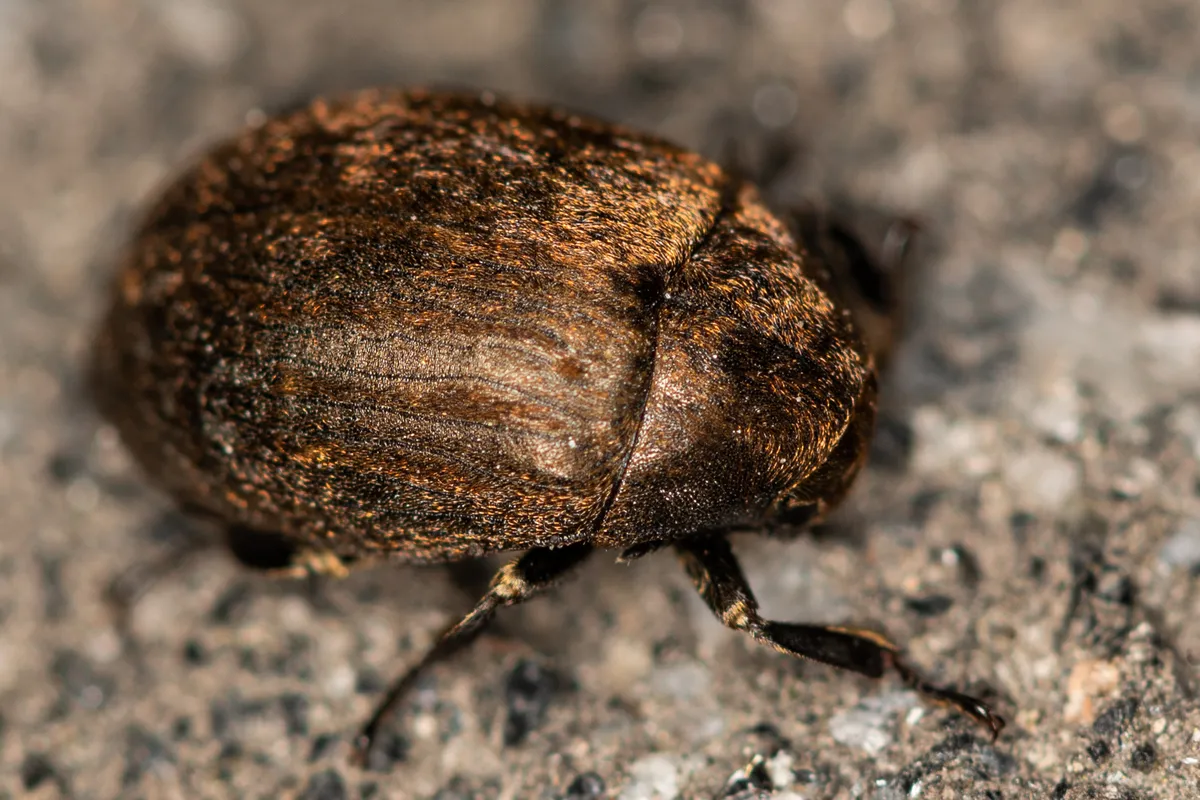 Pill Beetle - photo 3