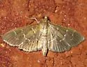 Scraped Pilocrocis - Hodges#5281 - Pilocrocis ramentalis