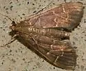 Scraped Pilocrocis - Hodges#5281 - photo 2