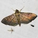Scraped Pilocrocis - Hodges#5281 - photo 3
