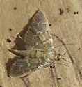 Scraped Pilocrocis - Hodges#5281 - photo 4