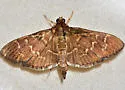 Scraped Pilocrocis - Hodges#5281 - photo 5