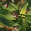 Pilodiplosis helianthibulla - photo 3