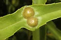 Pilodiplosis helianthibulla - photo 4