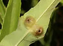 Pilodiplosis helianthibulla - photo 5