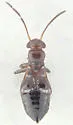 Pilophoropsidea camela - Pilophoropsidea camela