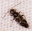 Pilophoropsis brachyptera