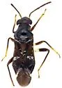 Pilophoropsis brachyptera - photo 2