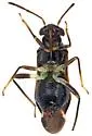 Pilophoropsis brachyptera - photo 3