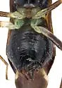 Pilophoropsis brachyptera - photo 4