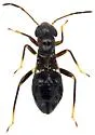 Pilophoropsis brachyptera - photo 5