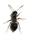 Pilophoropsis nicholi
