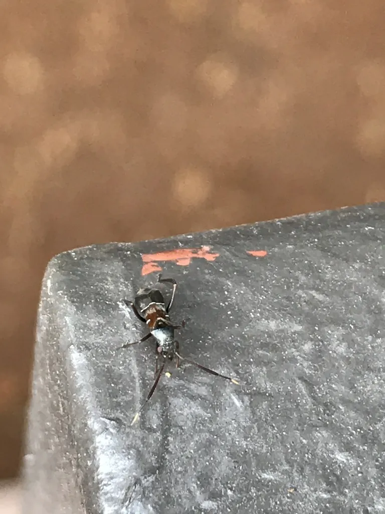 Pilophorus amoenus - photo 2