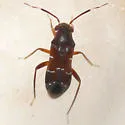 Pilophorus brunneus
