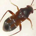 Pilophorus brunneus - photo 2