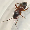 Pilophorus brunneus - photo 3