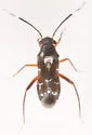 Pilophorus brunneus - photo 4