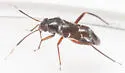 Pilophorus brunneus - photo 5