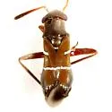 Pilophorus cembroides