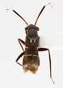 Pilophorus cembroides - photo 2