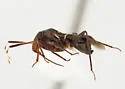 Pilophorus cembroides - photo 3