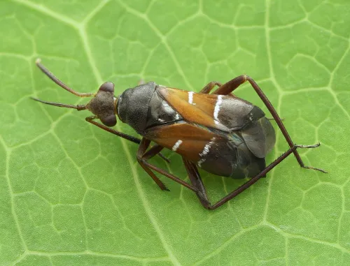 Pilophorus cinnamopterus