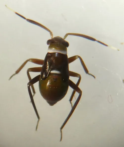 Pilophorus cinnamopterus - photo 2