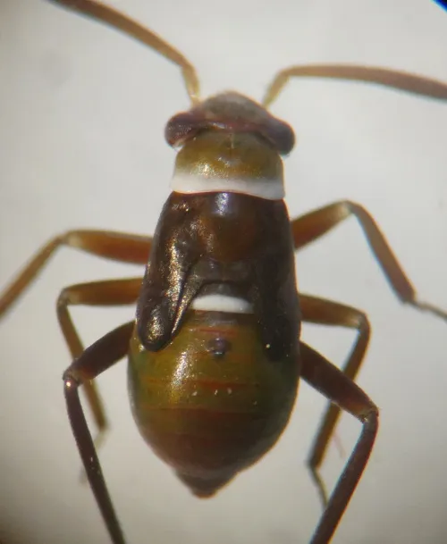 Pilophorus cinnamopterus - photo 3