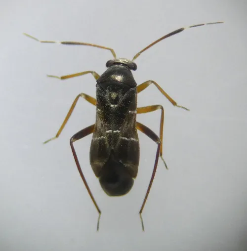 Pilophorus clavatus