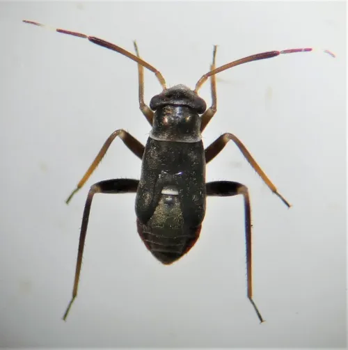 Pilophorus clavatus - photo 2