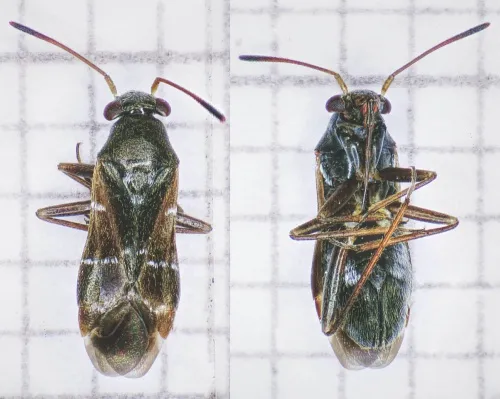 Pilophorus clavatus - photo 3