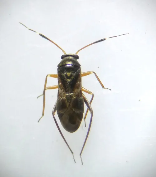 Pilophorus clavatus - photo 4