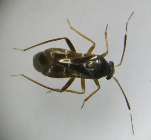 Pilophorus clavatus - photo 5