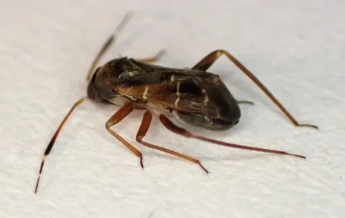 Pilophorus clavatus - photo 6