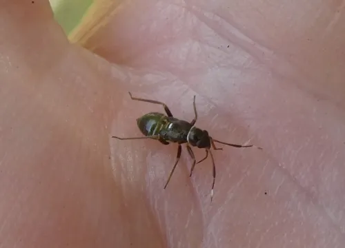 Pilophorus clavatus - photo 7