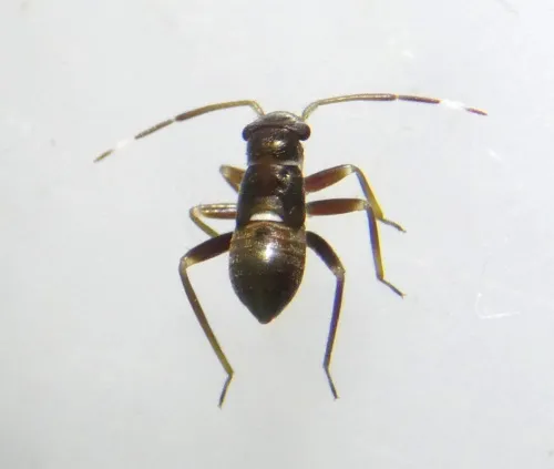 Pilophorus clavatus - photo 8