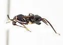 Pilophorus concolor - photo 2