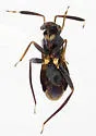 Pilophorus concolor - photo 3