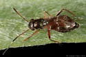 Pilophorus confusus - Pilophorus confusus