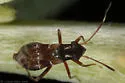 Pilophorus confusus - photo 2