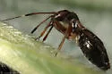 Pilophorus confusus - photo 3