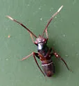 Pilophorus crassipes