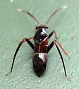 Pilophorus crassipes - photo 2