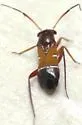 Pilophorus crassipes - photo 3