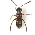 Pilophorus crassipes - photo 4