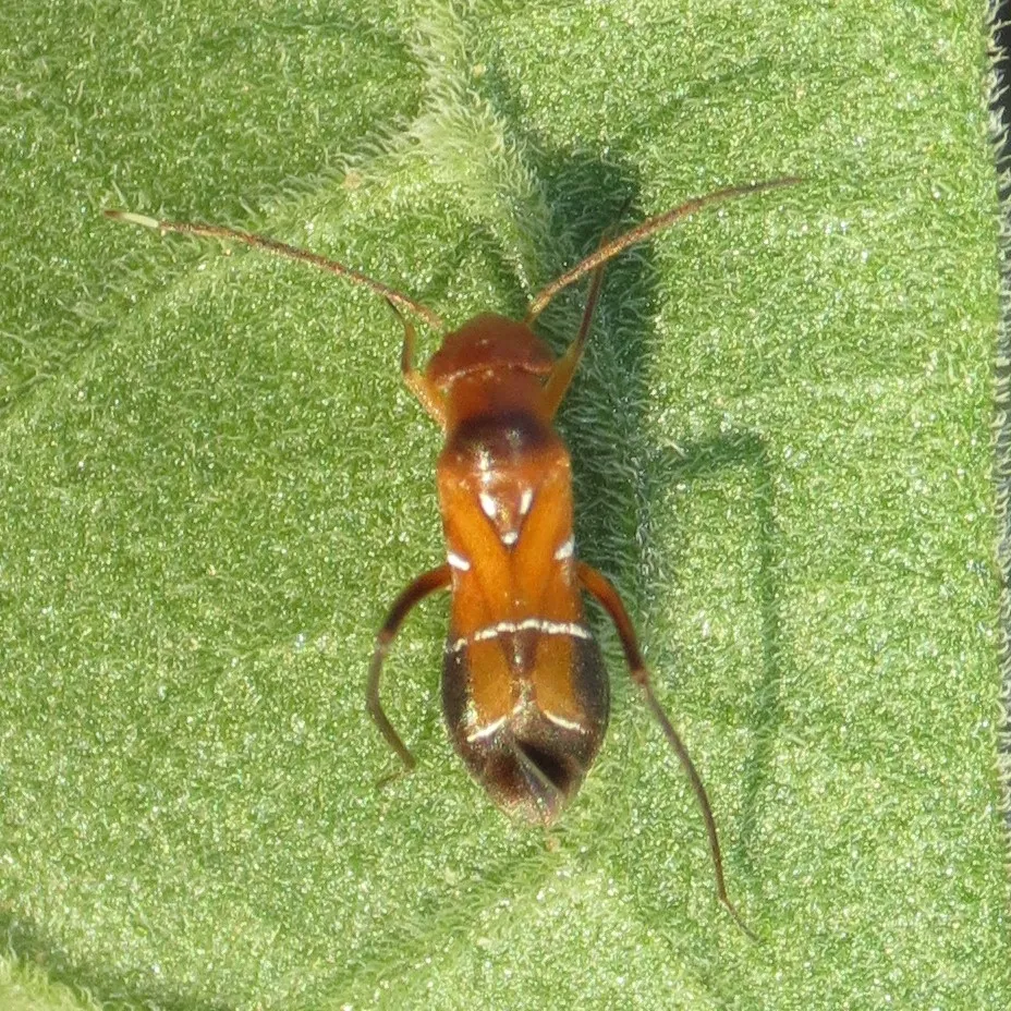 Pilophorus discretus - photo 2