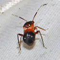 Pilophorus furvus - photo 2