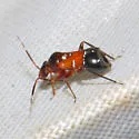 Pilophorus furvus - photo 3