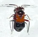 Pilophorus furvus - photo 4